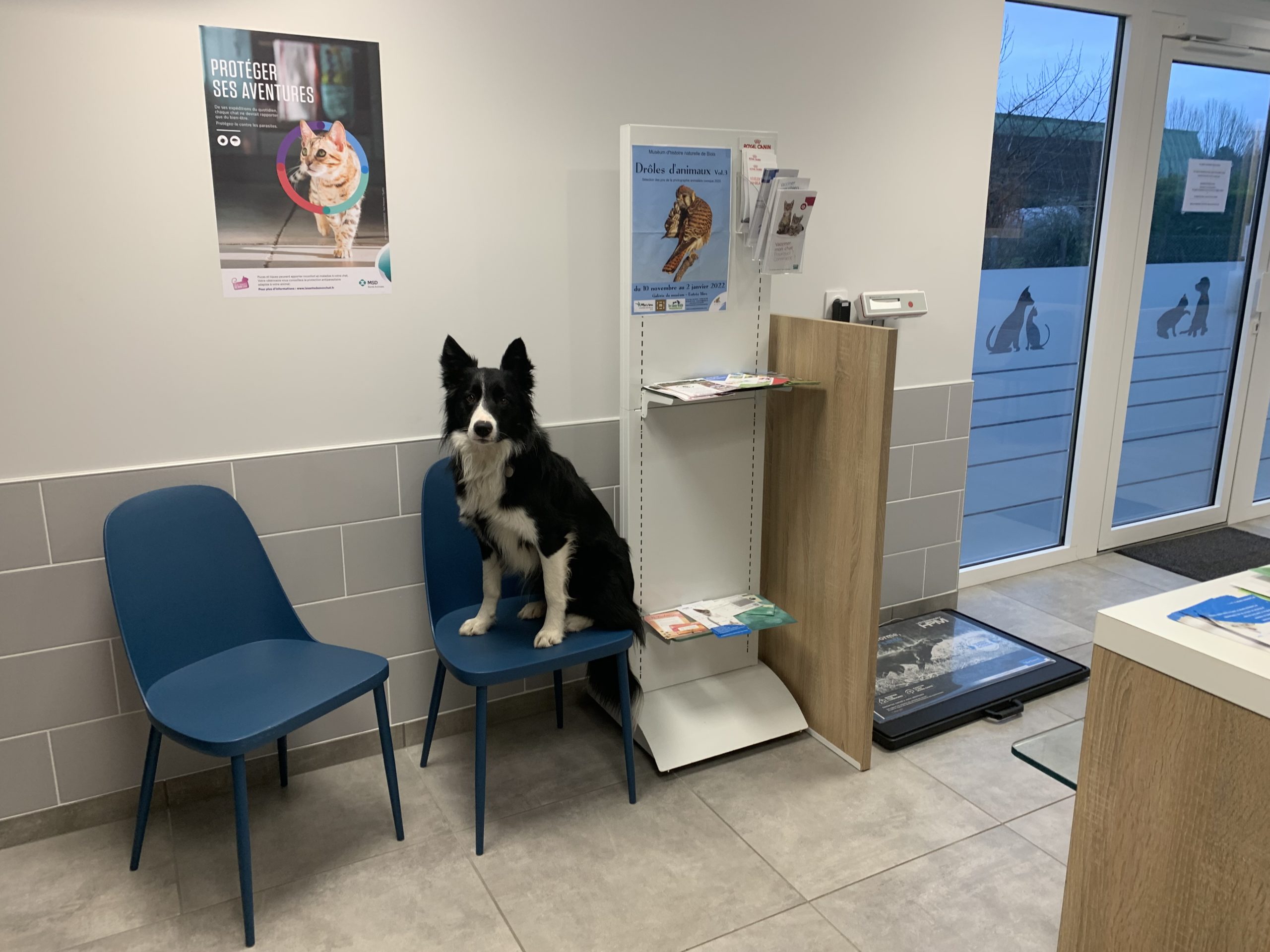 cabinet vétérinaire onzain salle d'attente
